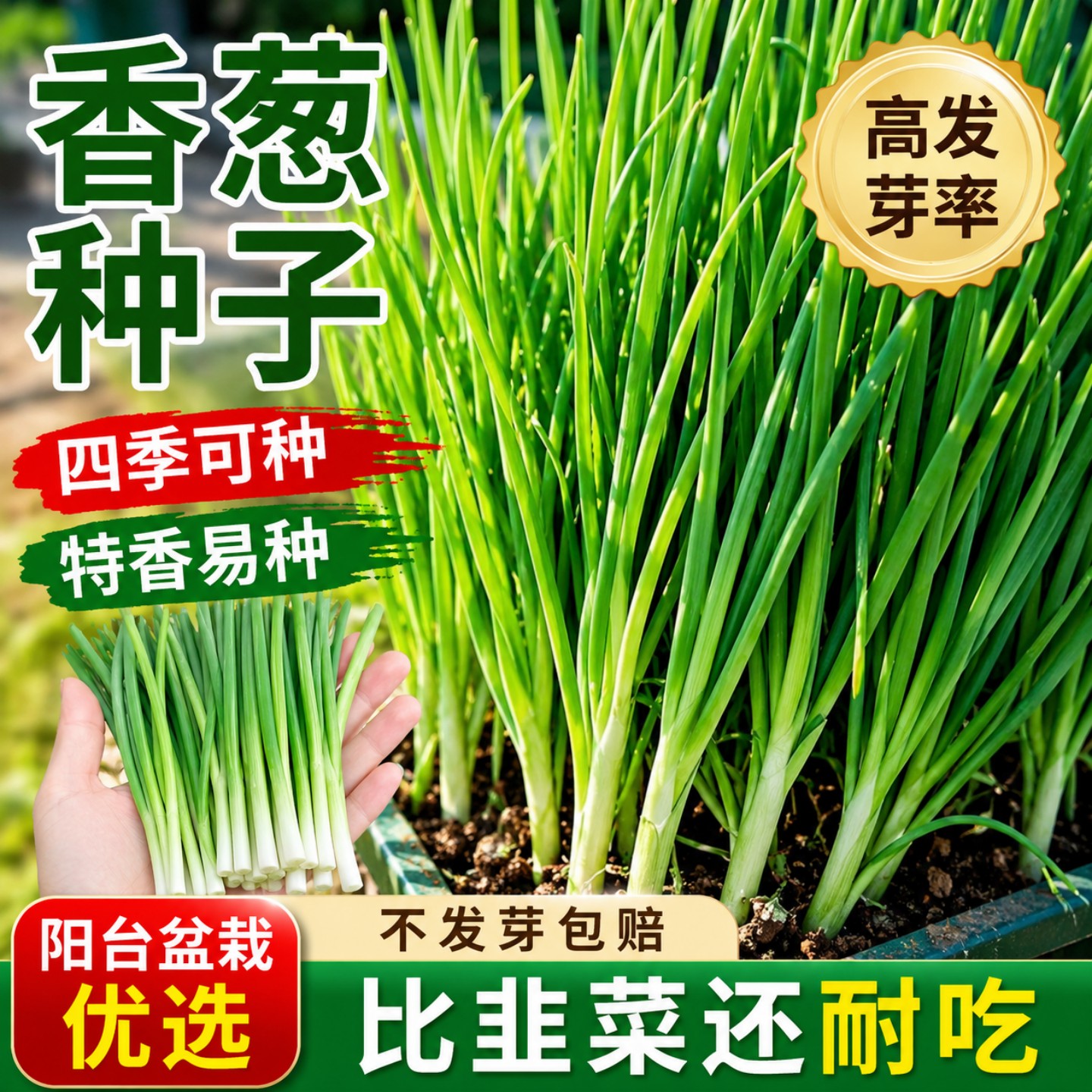 四季阳台盆栽小香葱种子耐热易种