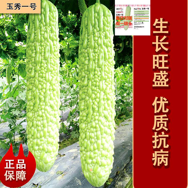 玉秀一号苦瓜玉白色圆筒形早中熟庭院家用一级良种新种