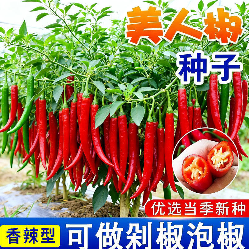 美人椒种子特辣四季播辣椒种籽高产早熟红辣椒种孑盆栽蔬菜种籽子