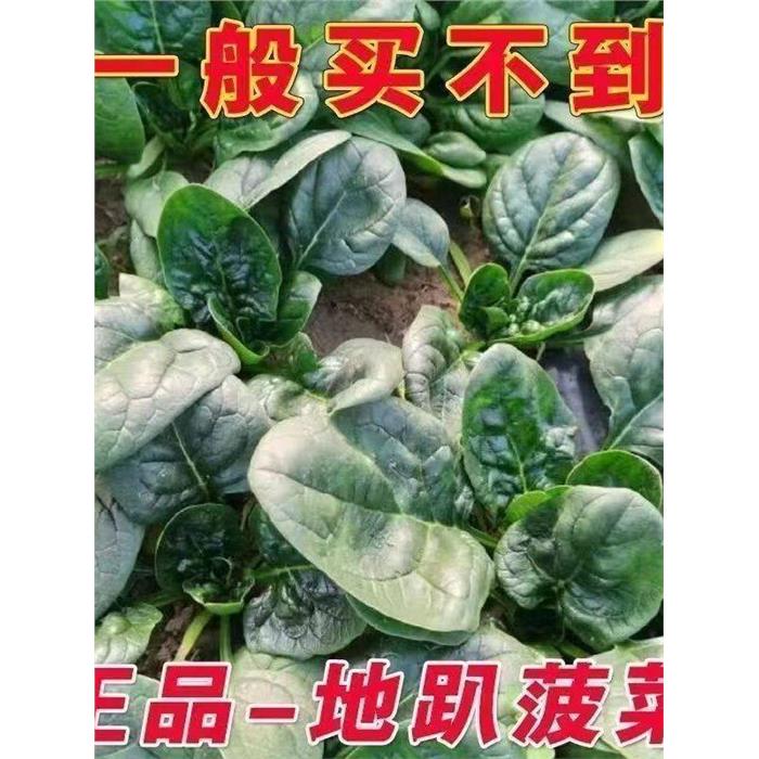 可越冬红根趴地菠菜种子