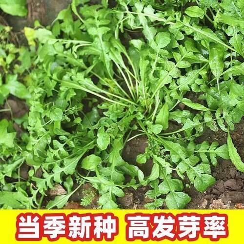 大叶荠菜种子阳台盆栽耐寒