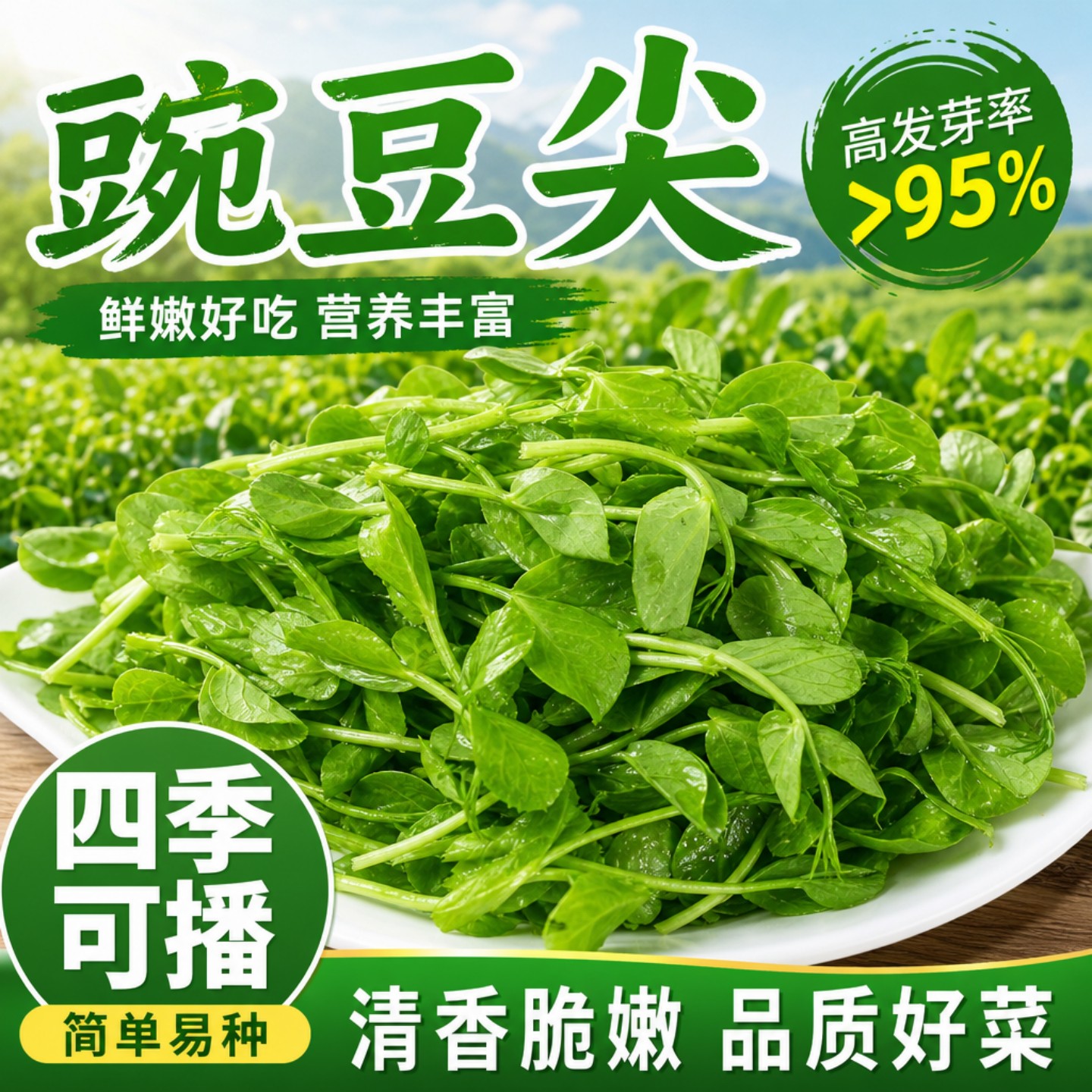 清香脆嫩豌豆尖种子四季盆栽速生