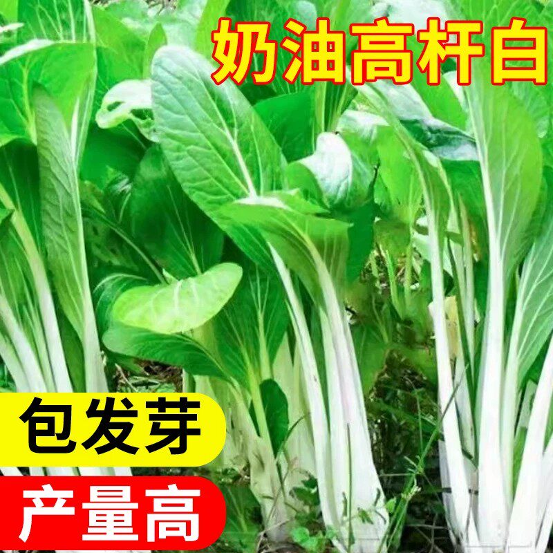 高梗白菜种子长梗小白菜高杆白菜籽高脚四季小青菜蔬菜种长梗菜籽