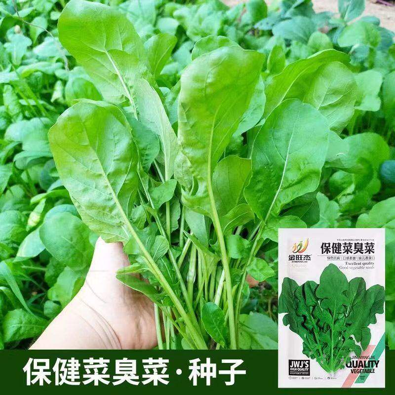 口口香芝麻菜籽臭菜大叶臭菜种子春秋季盆栽阳台菜园野菜蔬菜种A