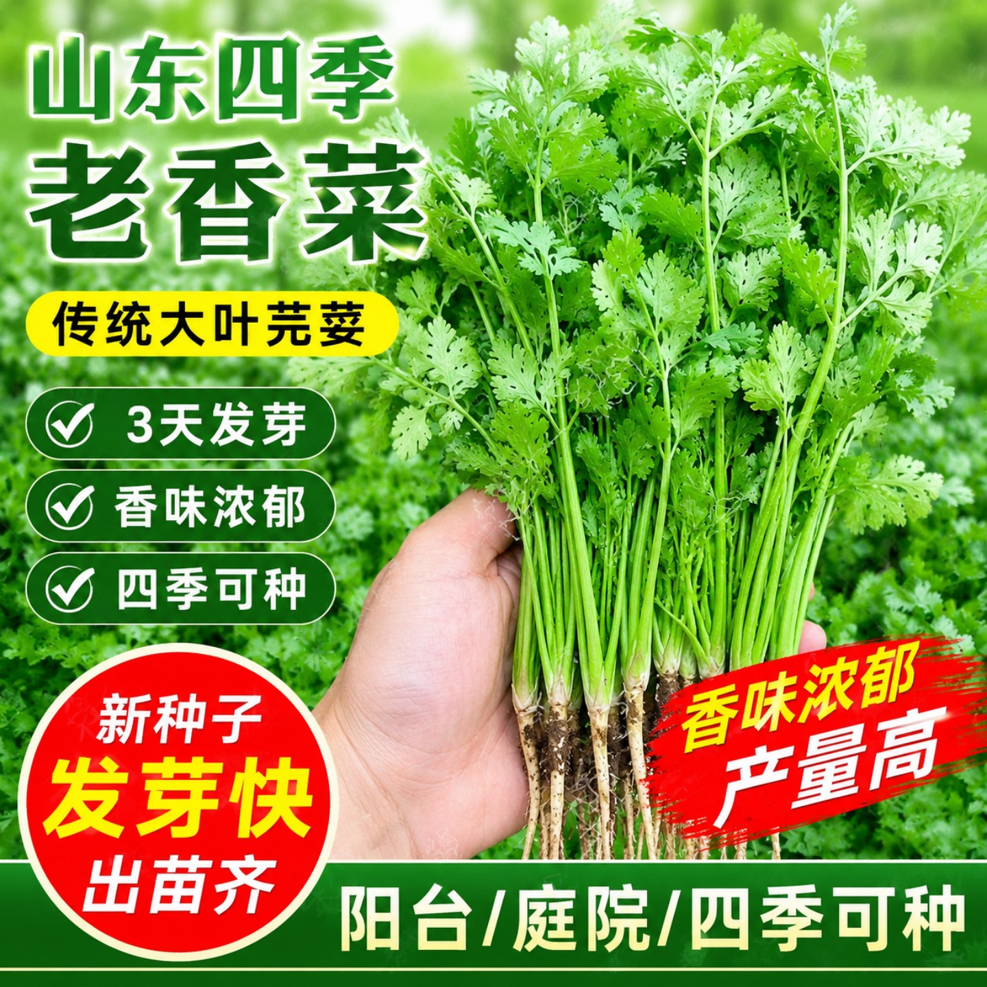 易发芽耐热大叶香菜种子四季播