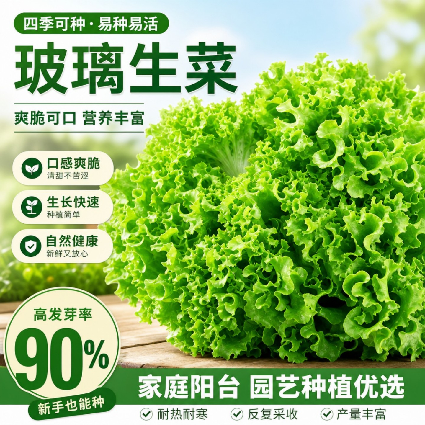 四季脆嫩玻璃生菜种子阳台盆栽