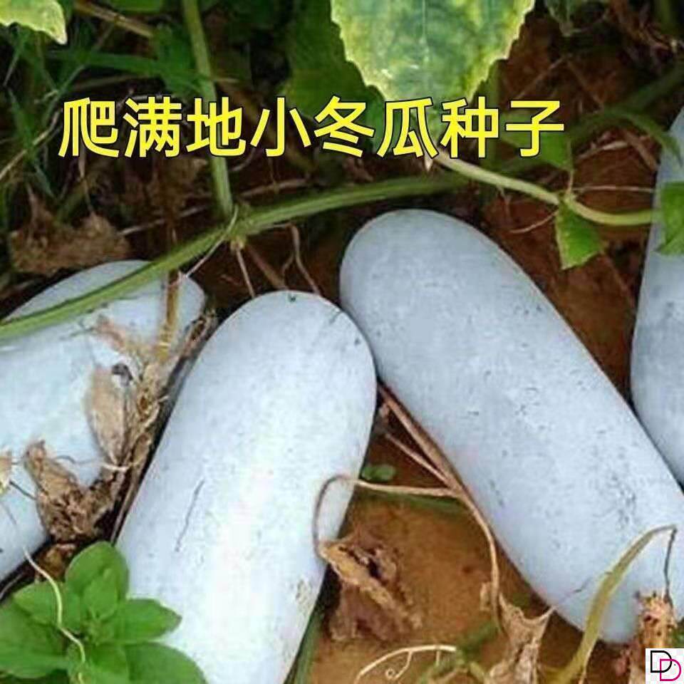 爬满地小冬瓜种子不搭架