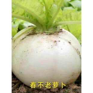 四川春不老萝卜种子大圆白萝卜中晚熟味道好秋季高产抗病蔬菜种A