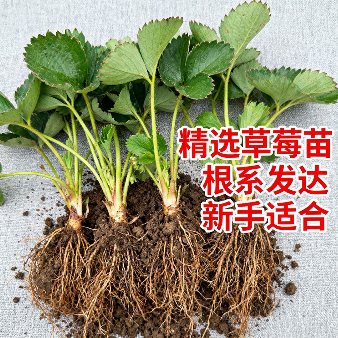 奶油草莓苗果树苗南方北方盆栽地草莓盆栽