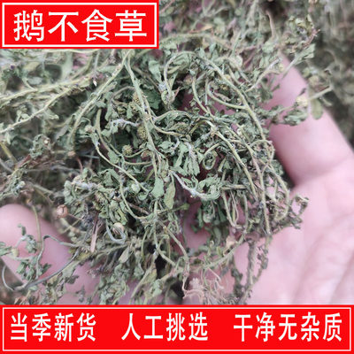 鹅不食草新鲜货人工挑选干净无杂