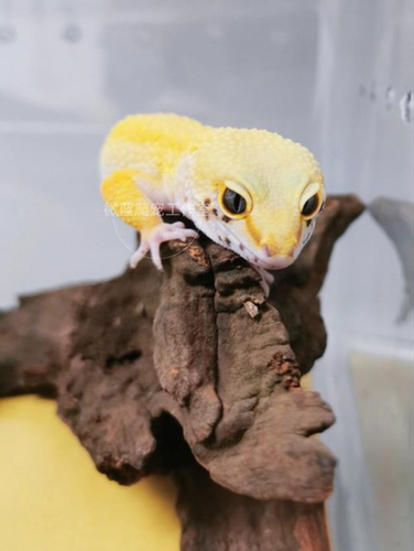 豹纹守宫无毒不咬可爱温顺蜥蜴