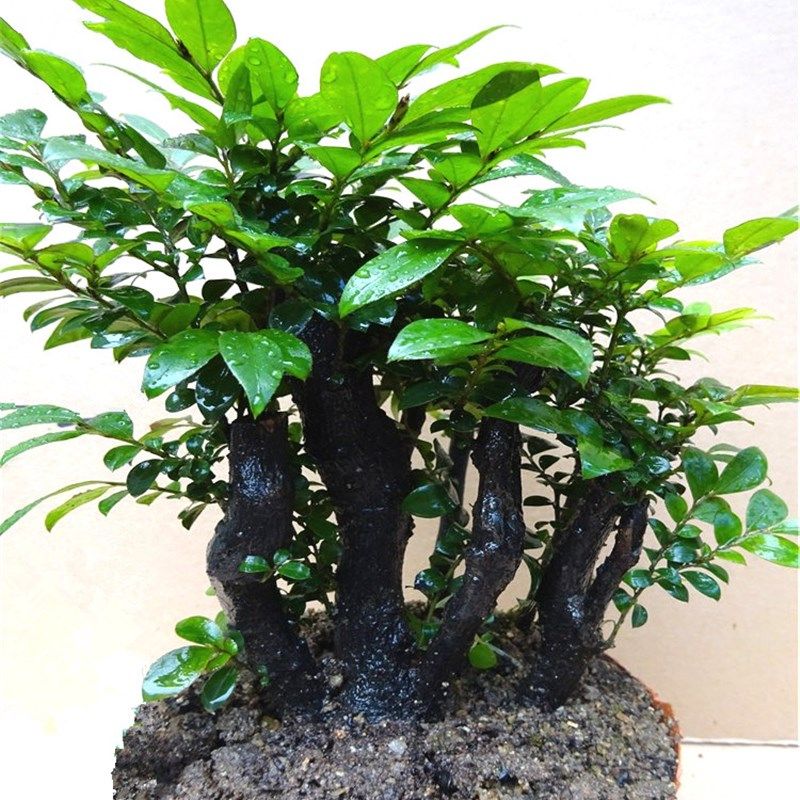 名贵小叶紫檀盆景树桩室内外绿植发财树花卉四季常青老桩造型盆栽