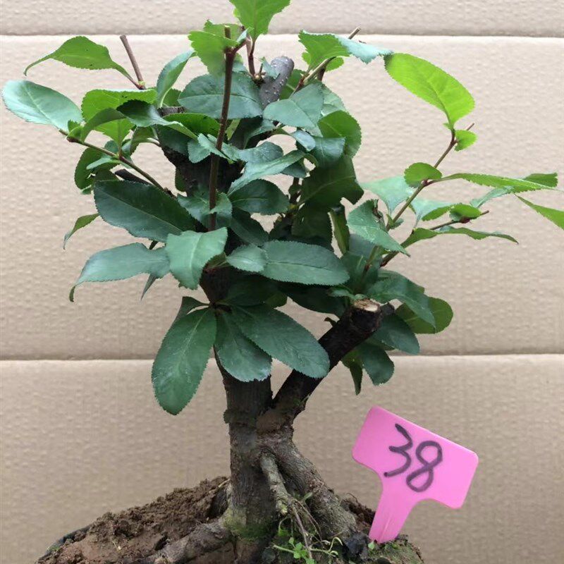 一物一拍实物原生彩玉海棠盆景品种花卉造型树桩室内老桩耐寒盆栽