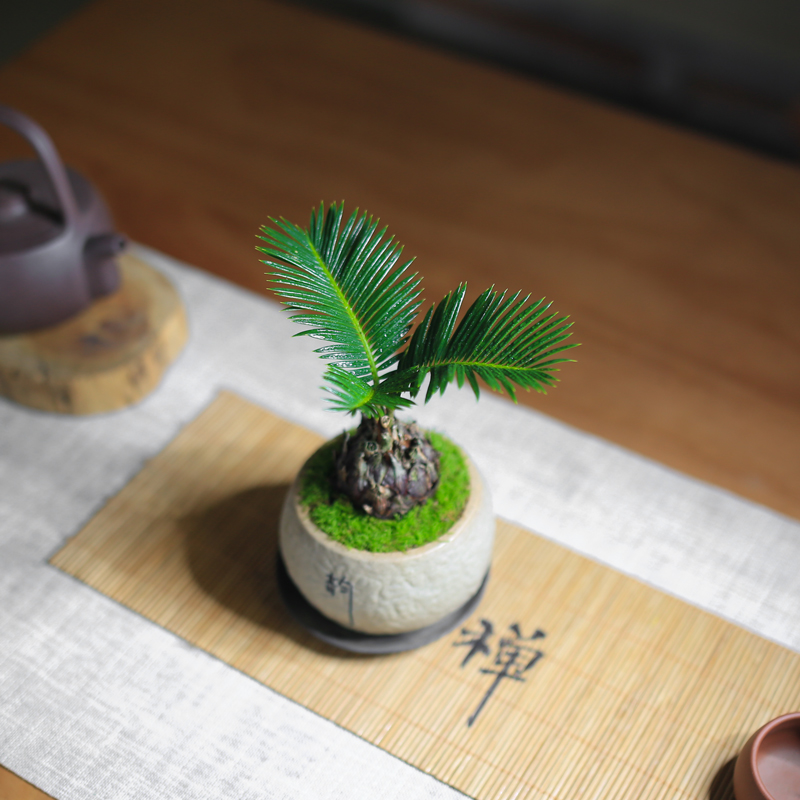 铁树苏铁迷你盆景盆栽四季常青中式禅意绿植室内茶室办公室好养