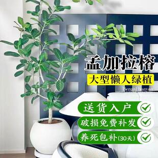 孟加拉榕客厅盆栽大花盆造景绿植室内大型好养真树黄金榕落地植物