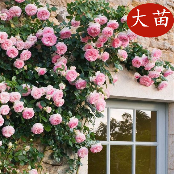 爬藤蔷薇粉红色龙沙宝石月季花苗特大花四季一级母本