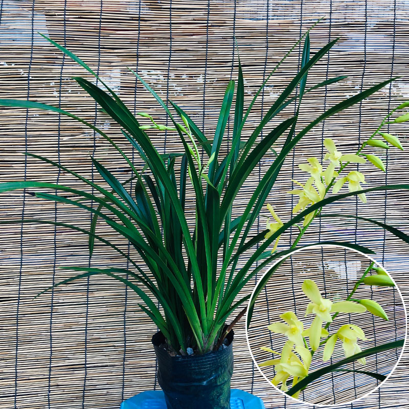 多年生金丝植物小兰花盆栽可大开票盆栽阴观带阳台神童耐花株叶