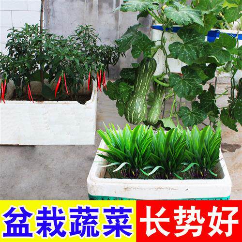 全水溶蔬菜复合肥农用通用型肥料家用盆栽种菜有机花肥化肥氮磷钾