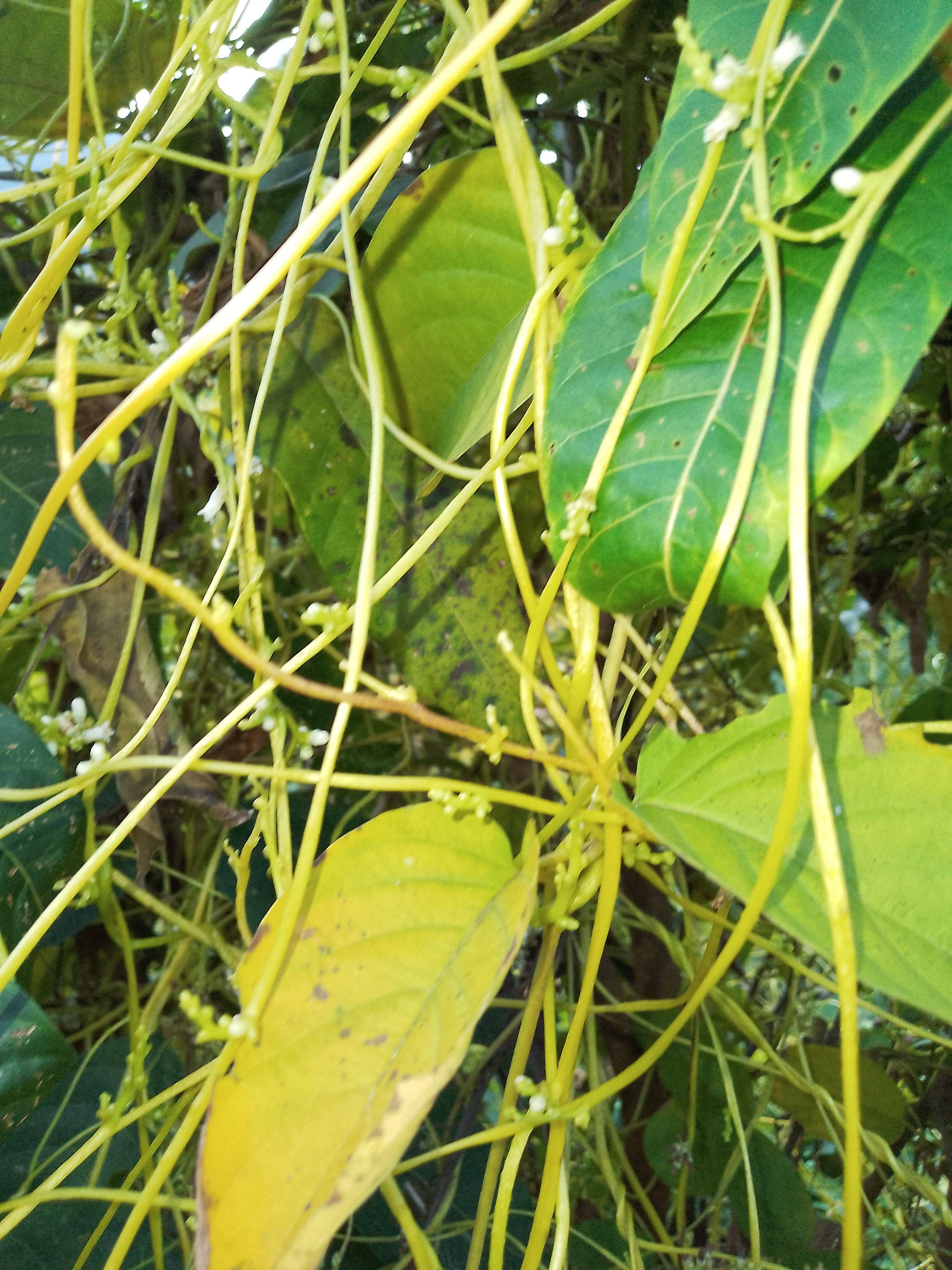 中国药材大菟丝子深山寄生藤中草药泡酒材料无娘藤男性草药无根藤