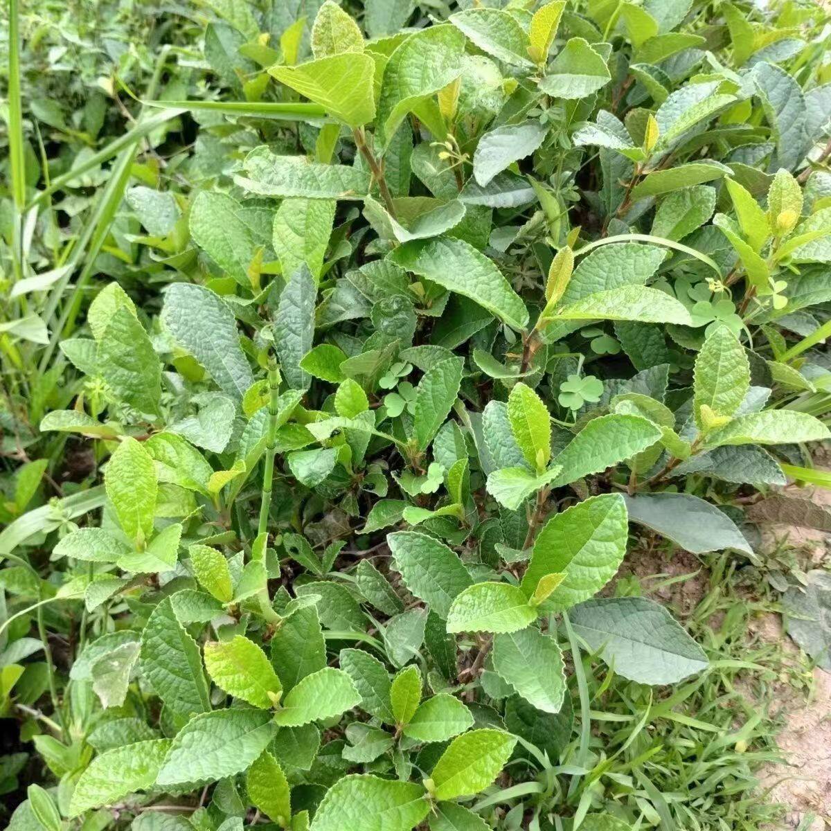 云南地瓜藤地石榴地枇杷地板藤野生通络中药材纯天然医用新鲜