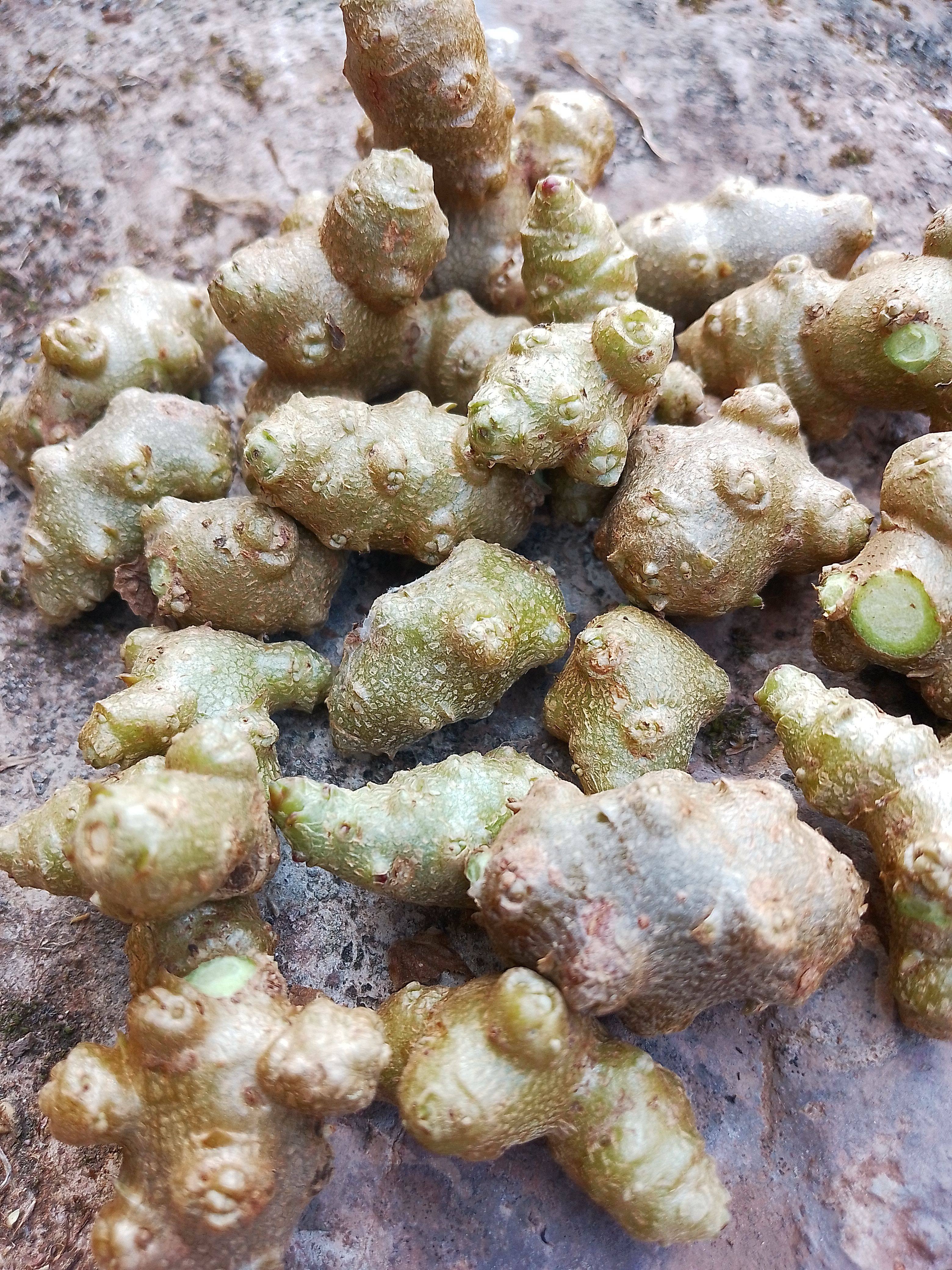 云南藤三七种子苗食用土田七根茎室内外花卉爬藤绿化植物阳台盆栽