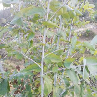 新鲜桉树叶蜜袋鼯食物现摘 泡脚泡澡桉树叶小儿泡澡