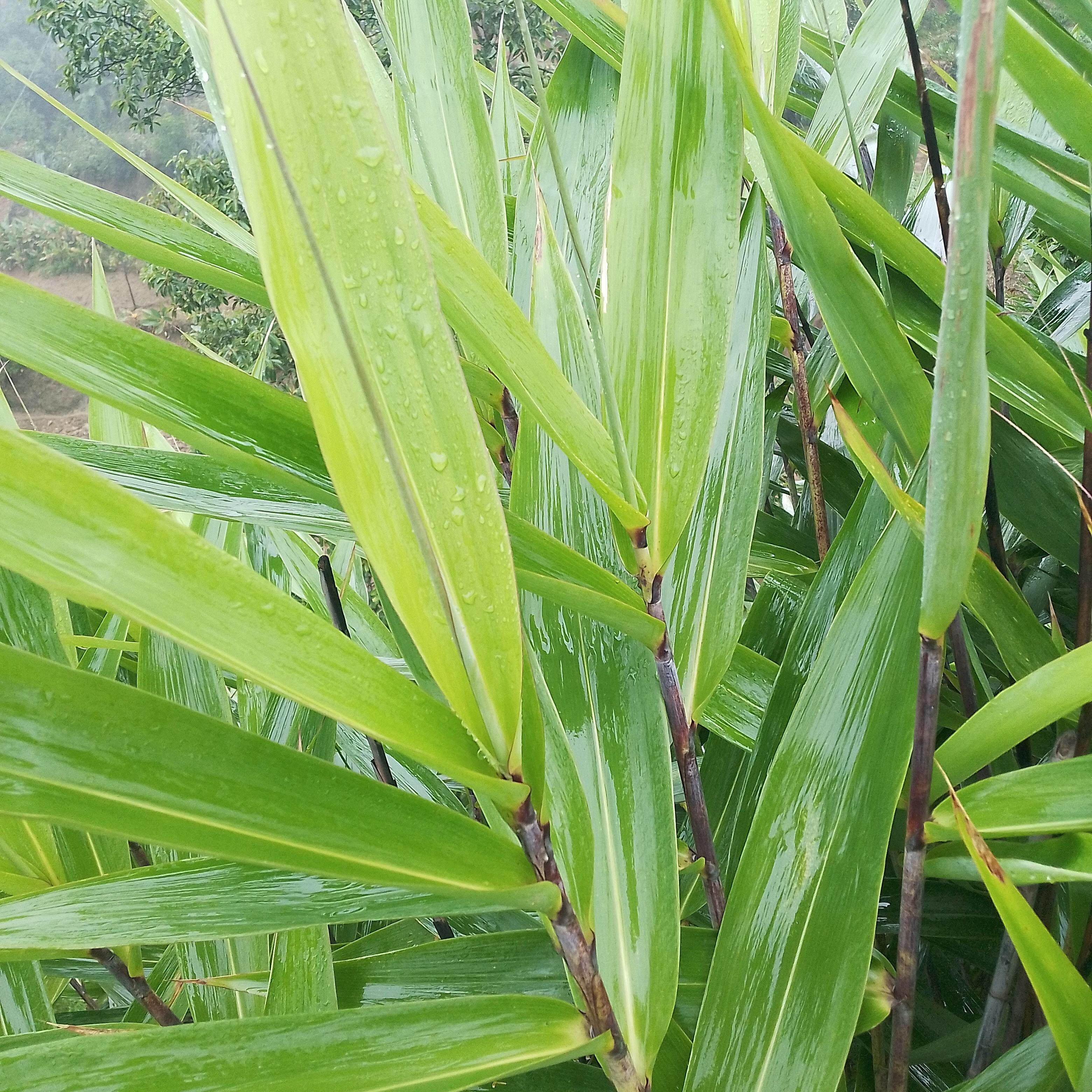特别挑选芦苇叶粽子叶新鲜当天现摘20片优先发货