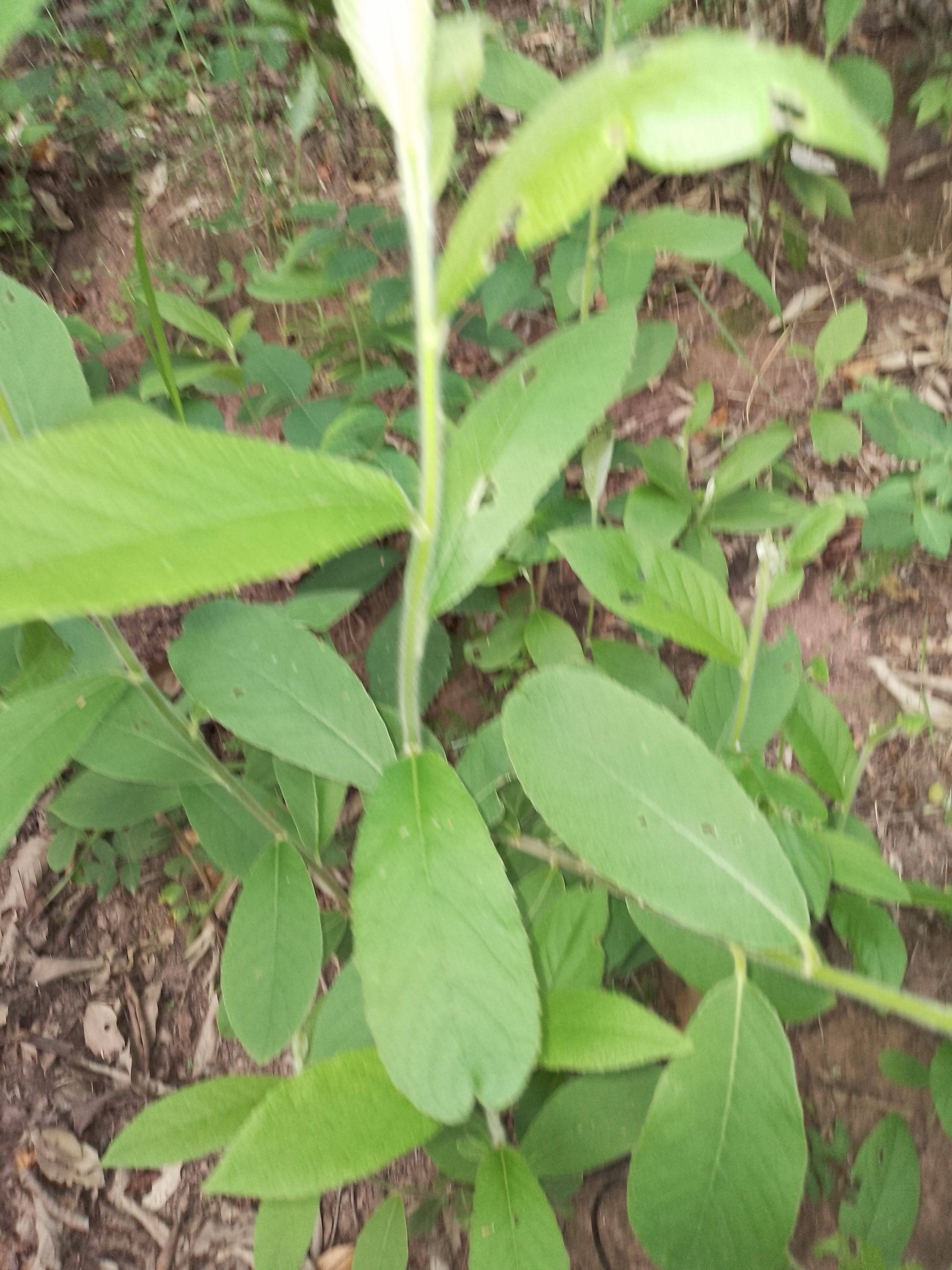 云南白面风根山白芷乌脚鸡寻骨风下单现挖新鲜纯根整颗包邮