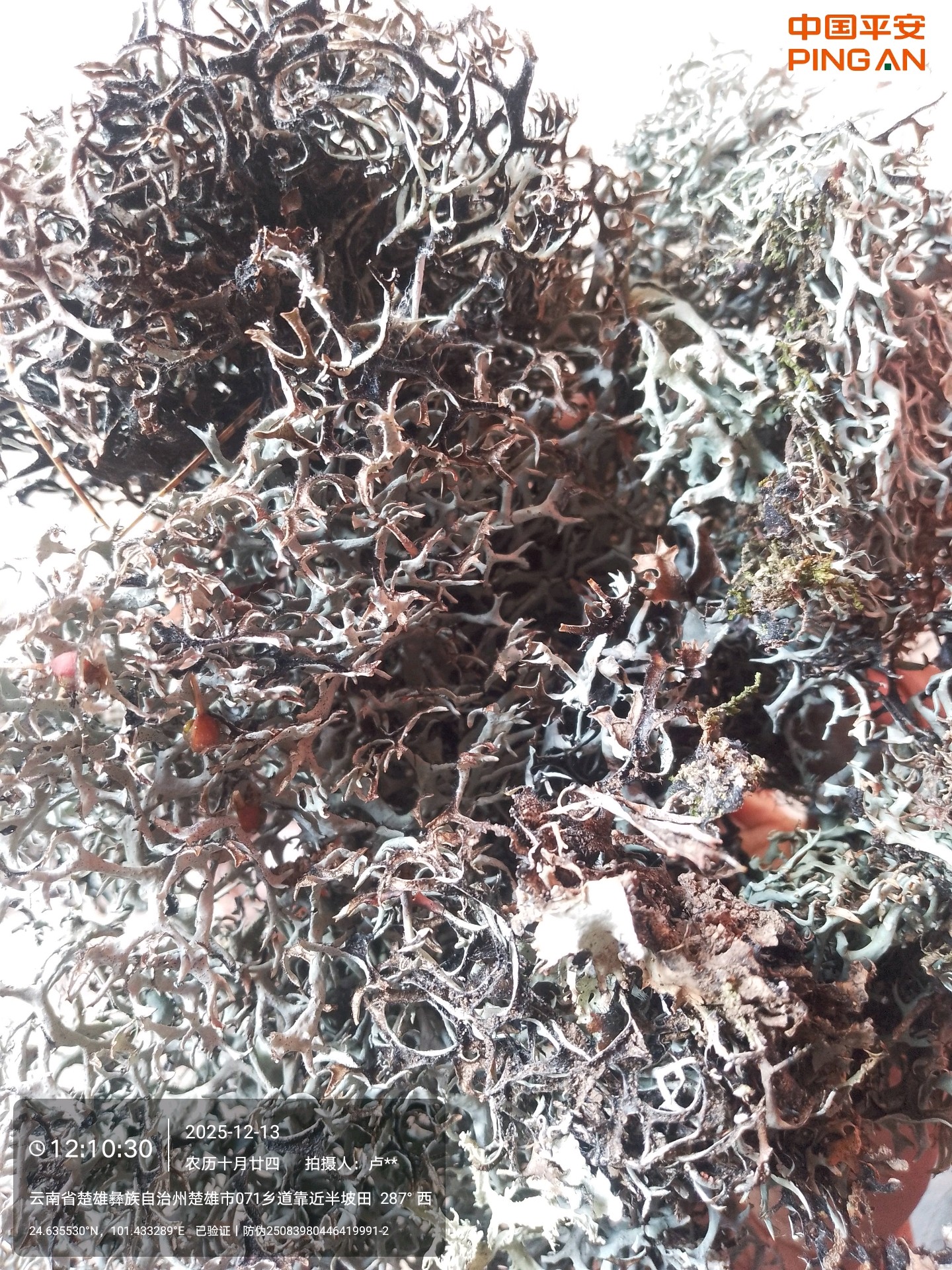 云南原生黑树花灰树花树花菜树皮树胡子野生 干货树毛菜黑树花