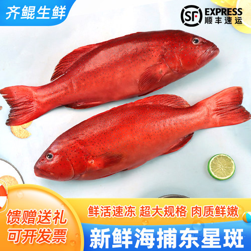东星石斑鱼1.2-1.6斤/条