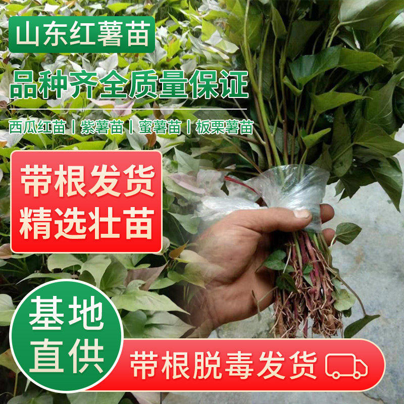 红薯苗地瓜苗烟薯25糖心蜜薯种番薯