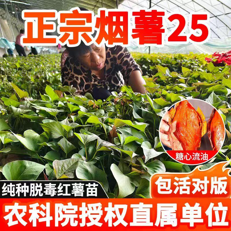 红薯苗地瓜苗烟薯25糖心蜜薯种番薯