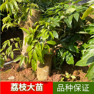 高压圈枝荔枝苗树桩嫁接南方种植