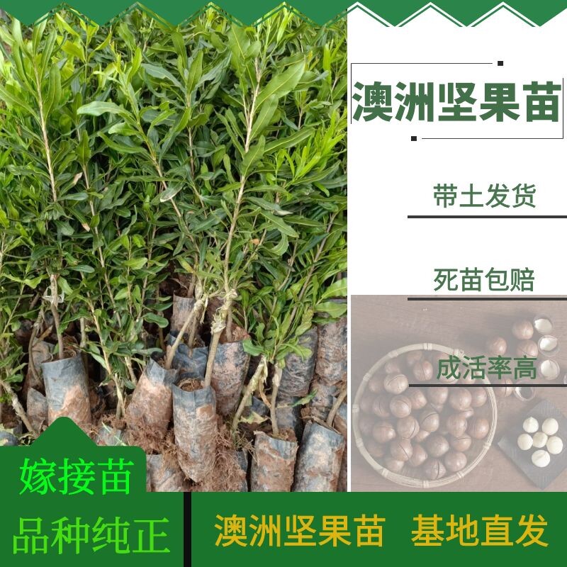 澳洲坚果嫁接树苗夏威夷坚果苗树桂热一号南方种植原土泥球发货