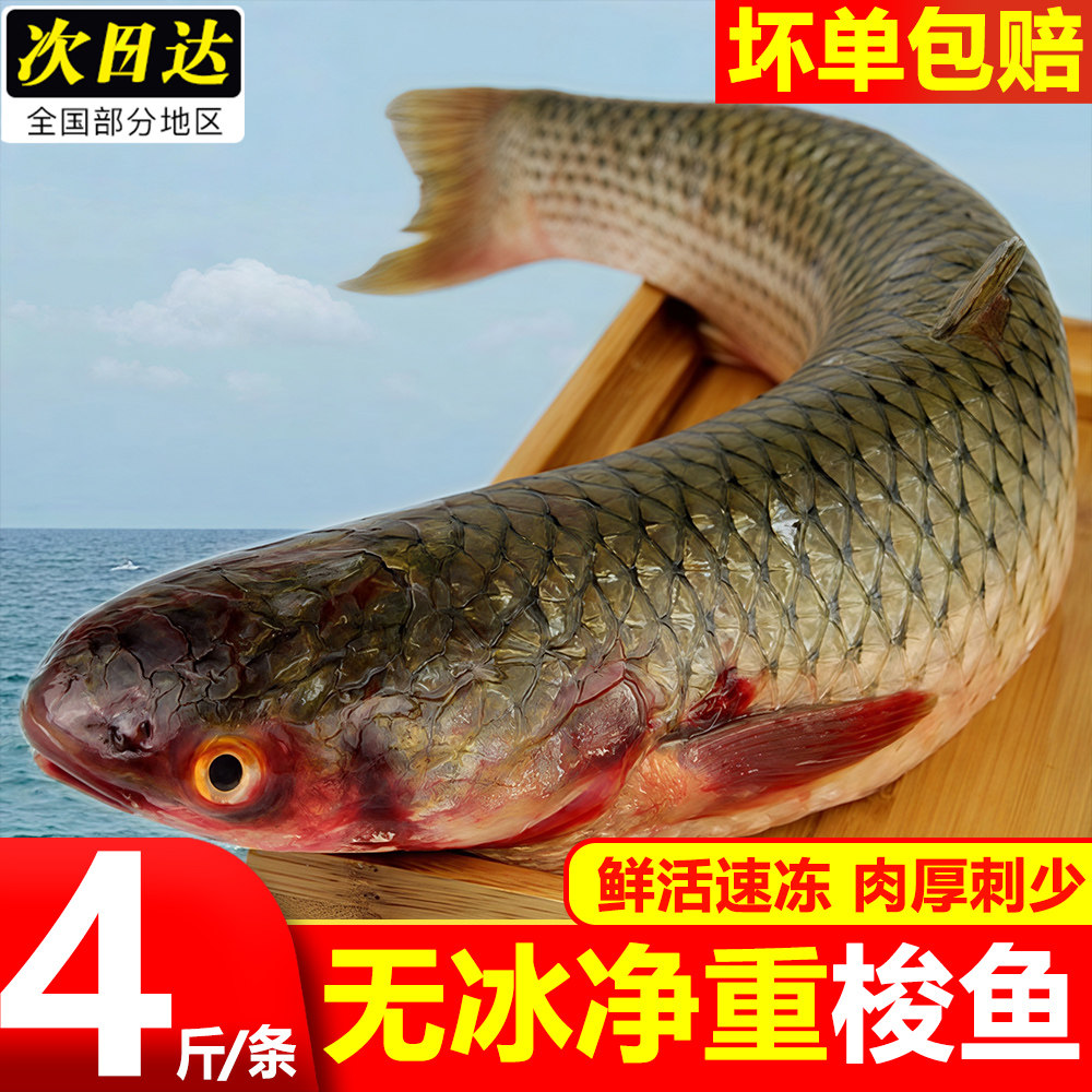 梭鱼新鲜冷冻支鱼海洋海捕鱼海鲜水产海鲜鱼梭子鱼大海鱼整箱顺丰