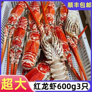 红龙虾大号鲜活冷冻角脊龙虾新鲜海捕非澳洲波斯顿龙虾海鲜小青龙