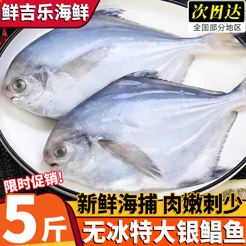 青岛海捕新鲜冷冻特大银鲳平鱼