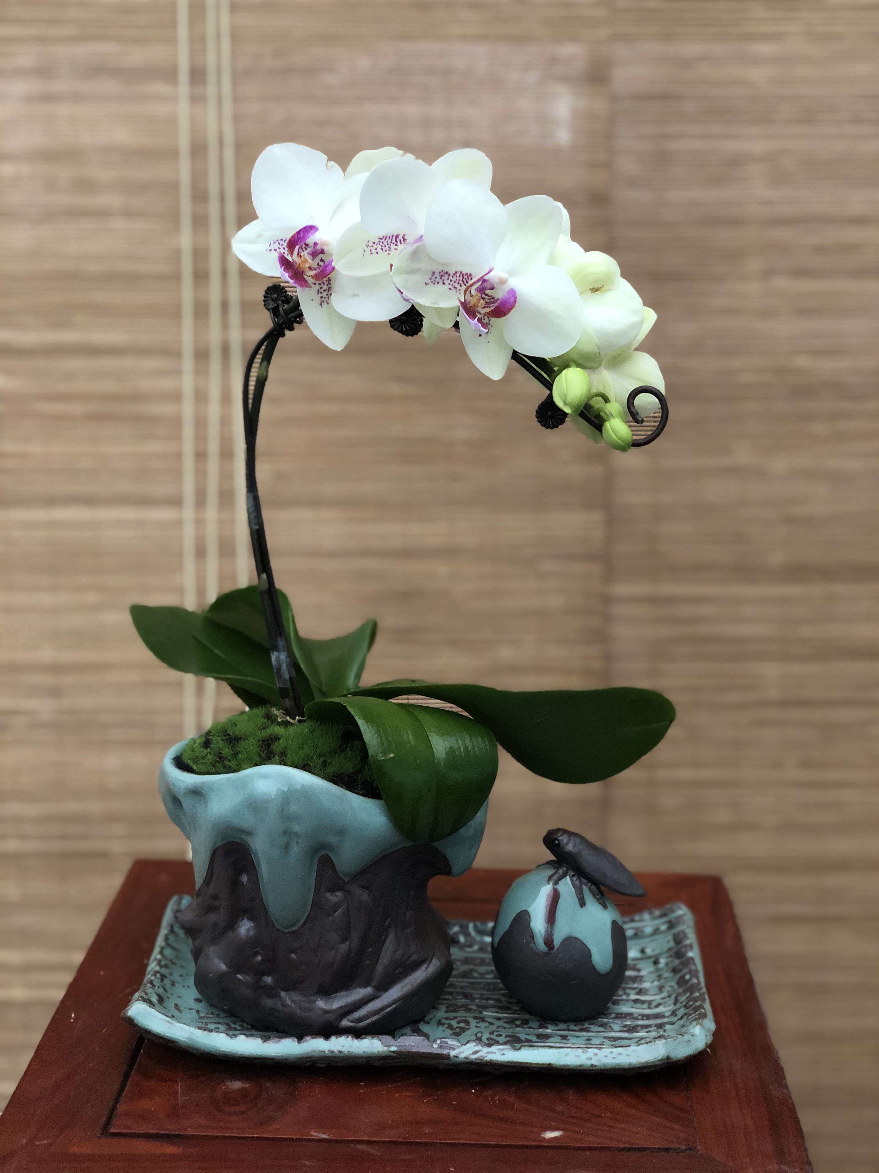 台湾蝴蝶兰价格 台湾蝴蝶兰图片 星期三