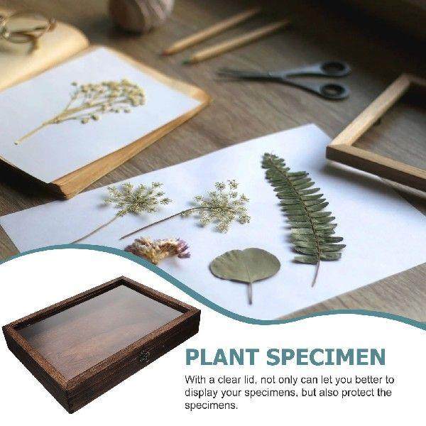 Specimen Display Box Frame Case Storage Butterflies