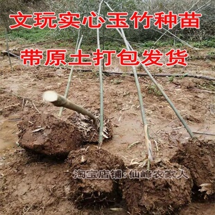 竹子苗实心竹苗竹子苗庭院盆栽实心玩玉竹竹种苗文玩竹苗四季长青