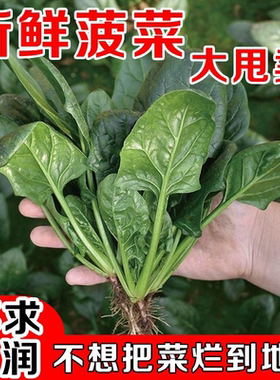 现挖蔬菜农村露天霜冻打菠菜菠菜矮脚土菠菜新鲜红根菠菜