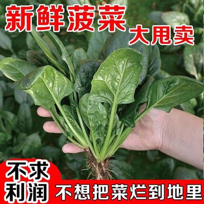 现挖蔬菜农村露天霜冻打菠菜