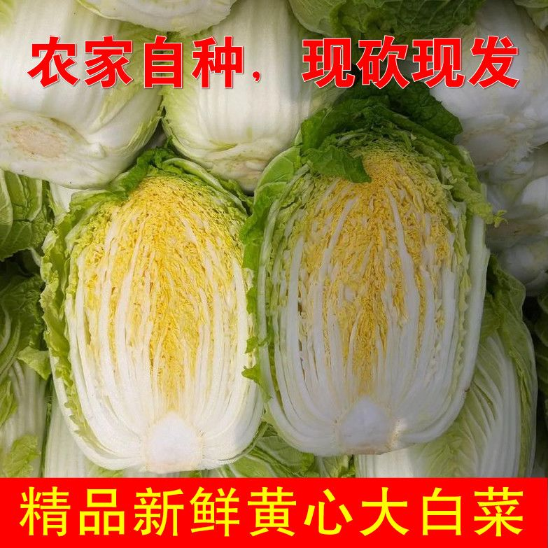 河南黄心大白菜新鲜蔬菜3/9斤本地农自种大白菜当季新鲜青菜蔬菜