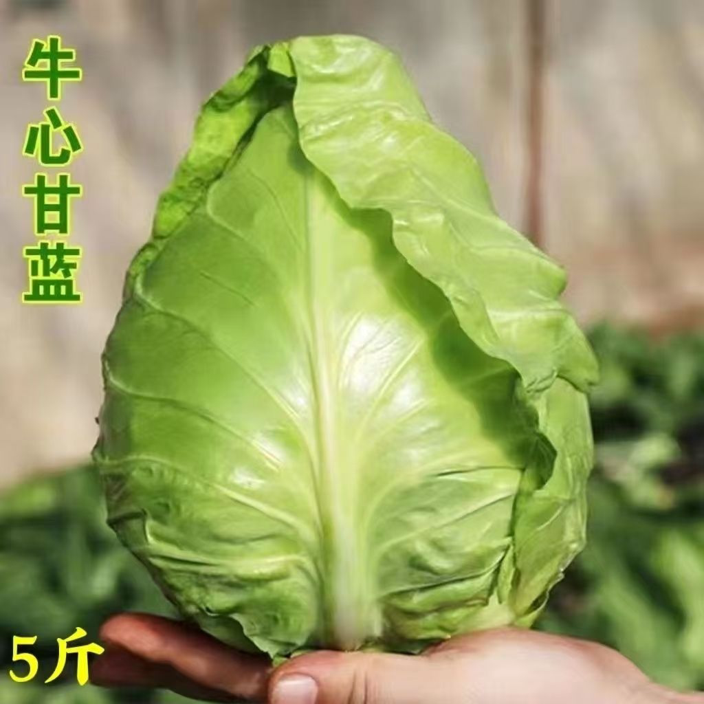 牛心菜绿甘蓝菜河南新鲜蔬菜