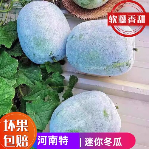 新鲜小冬瓜农家自种挂霜迷你水果冬瓜现摘现发新鲜蔬菜批发可煲汤