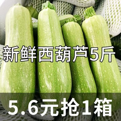 新鲜西葫芦现摘当季嫩瓜白瓜角瓜倭瓜茭瓜新鲜蔬菜3斤5斤9斤整箱