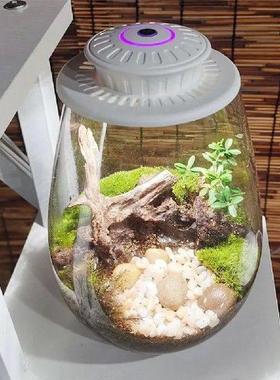 Desktop Miniature Plant Light Fern Moss Micro-Landscape