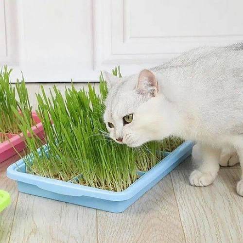 Seedling Sprouter Tray Plant Tray Seedling Tray Propagation