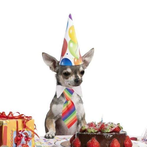 Pet Bib Scarf Necktie Gentleman Collar Dog Collar for Dogs