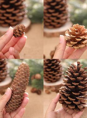 18 to 2cm Natural Pine Cones Christmas Pinecones Fall Hallow